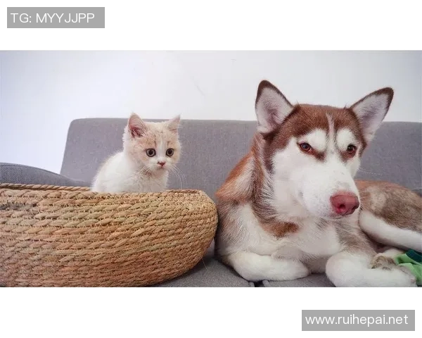 篮球明星与他们的宠物狗猫们的温馨生活揭秘